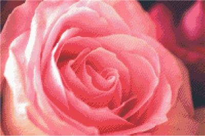 (image for) The Pink Rose